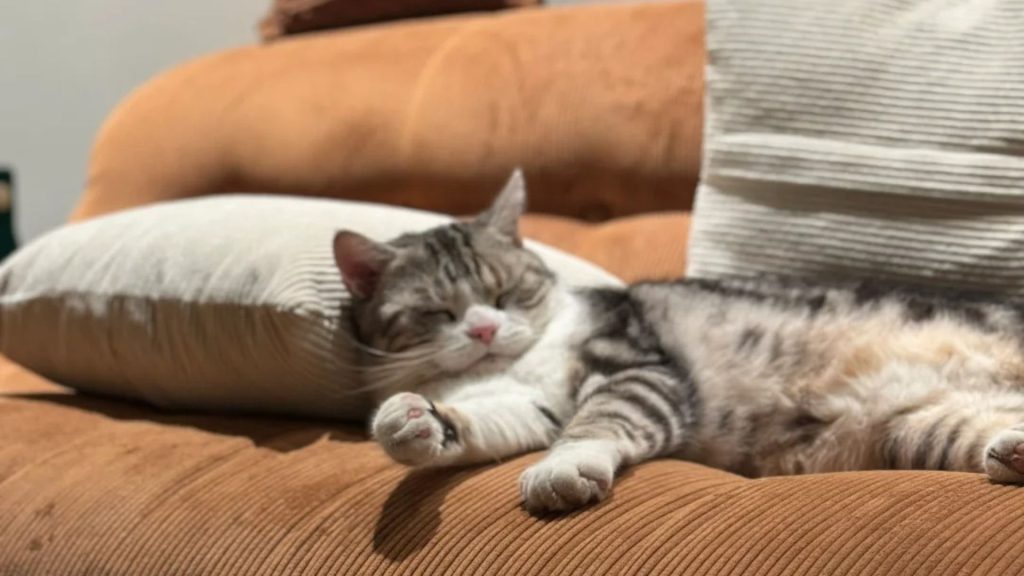 Black and white cat on a light brown sofa with pillows.