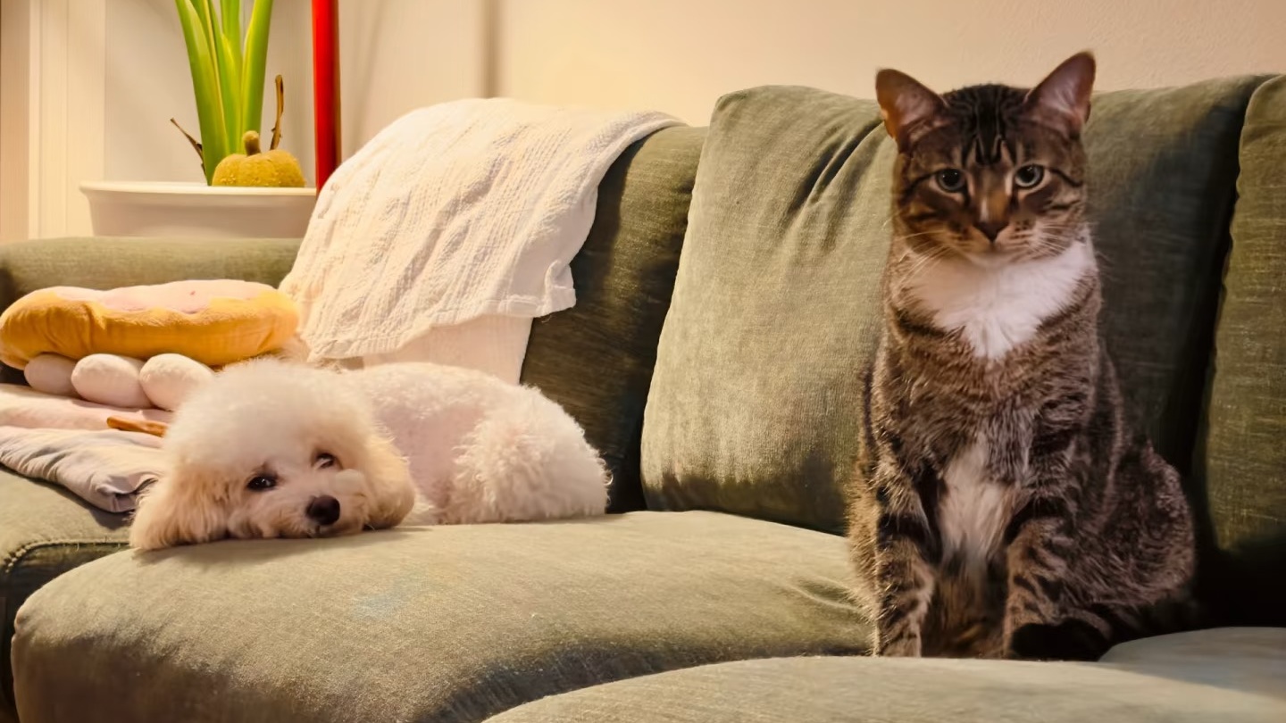 Best Pet-Friendly Sofa Companies for Dog & Cat Owners (2026)