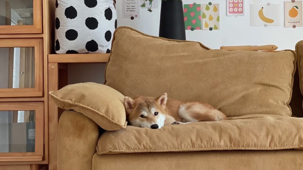 A Shiba Inu on a brown plush sofa in a living room.