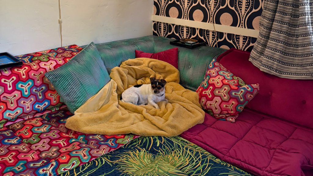 Chihuahua on a colorful modular sofa.
