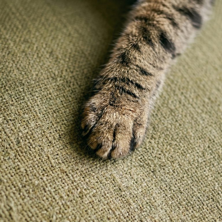 A cat's paw on a sofa.