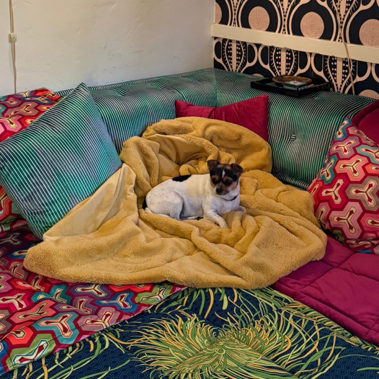 A tiny dog lounging on a sofa.