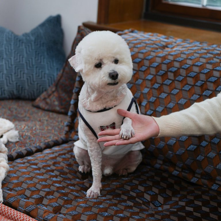A dog on a pet-friendly sofa.