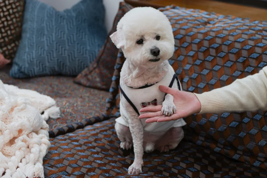 White dog on pet-friendly modular sofa